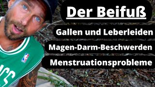 Der Beifuß - magisches Heilkraut, Frauenkraut, Traumkraut und Räucherkraut