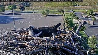 Hellgate Ospreys 06/11/2024 21:20
