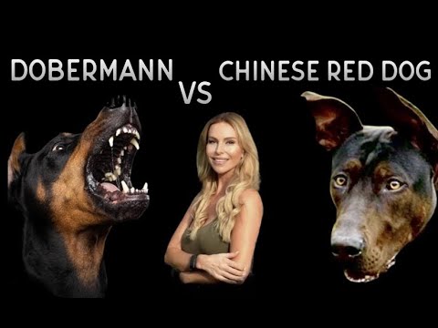 DOBERMAN PINSCHER VS CHINESE RED DOG LAIZHOU HONG - Who is superior?