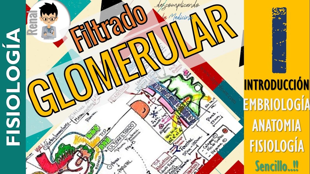 FILTRACION GLOMERULAR, Embriología, Anatomía, Laboratorio, - Formación de Orina  FISIOLOGIA RENAL|P1