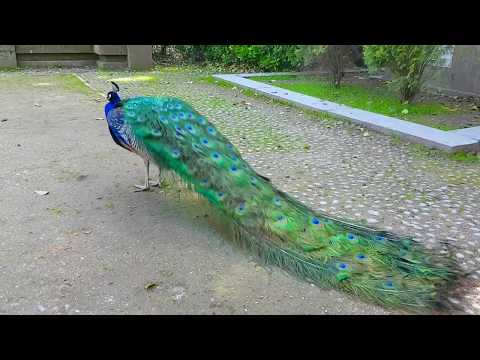 download lagu mp3 mp4 Pavo Real Corriendo, download lagu Pavo Real Corriendo gratis, unduh video klip Pavo Real Corriendo
