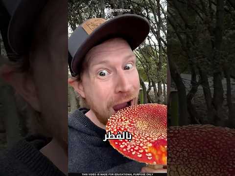 ما سر الفطر البري