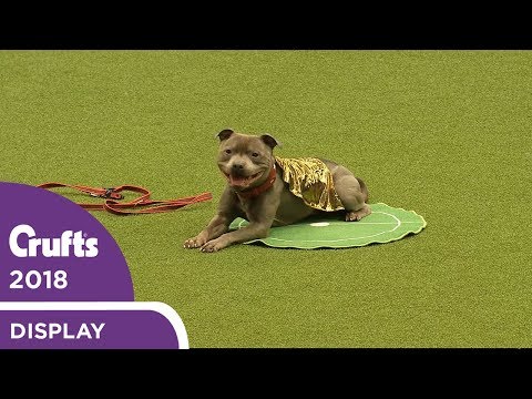 That's Magic! East Anglian Staffordshire Bull Terrier Display Team | Crufts 2018