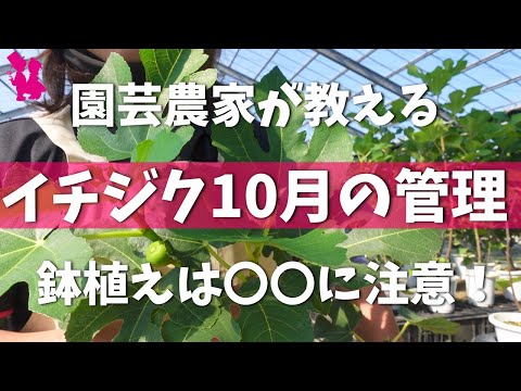 イチジクで気根を育てるにはどうすればよいですか？なぜ彼らは現れるのでしょうか？試してみたい4つの方法  庭園