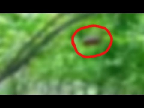 UFO Что это НЛО или летающую тарелку создали муравьи. нло в лесу. нло видео 2019 года