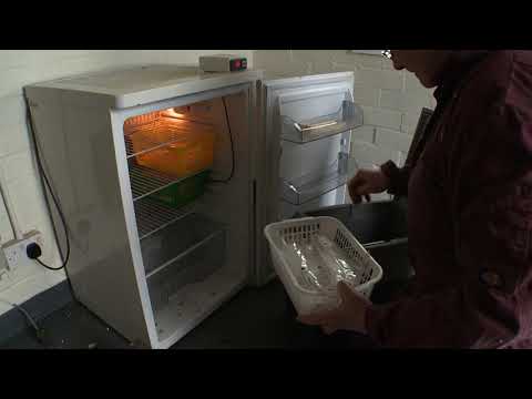 Pig semen storage and handling | AHDB