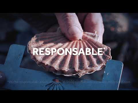 Coquille Saint-Jacques de la Baie de Saint-Brieuc