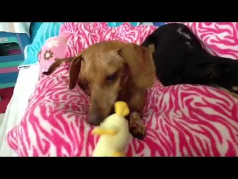 Jon Jon and the Ducky