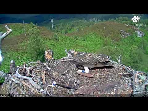 Eldest male Arkaig osprey fledges the nest - Loch Arkaig Osprey Cam (2020)