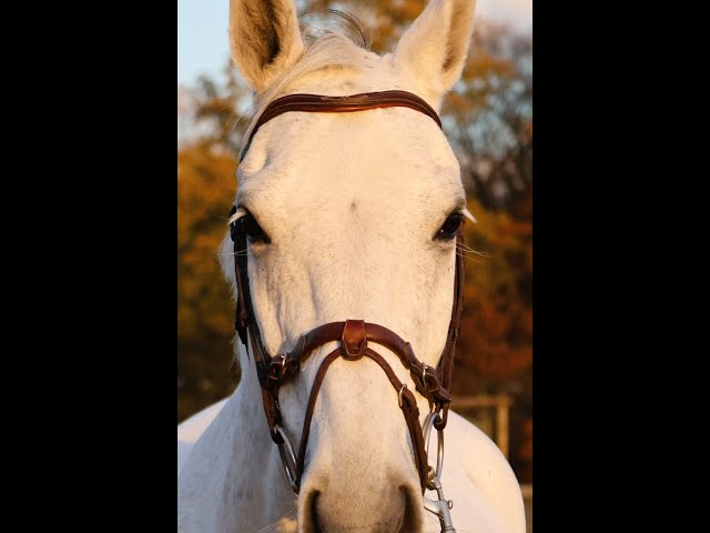 Caballo castrado Origine Constatée En venta 2016 Tordo por Continuum