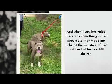 Sandee, an adoptable Basenji & Pit Bull Terrier Mix in Billerica, MA_image-1