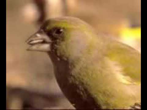 Ministerio luz divina //las puertas se abriran al mando de una voz\\