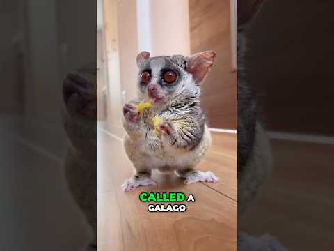 Meet the Galago: The Tiny Nocturnal Creature That’ll Melt Your Heart 💕