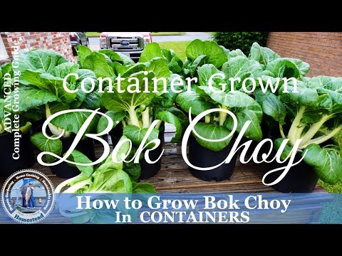 , title : 'How to Grow Bok Choy in Containers'