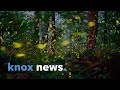 Studying the synchronous fireflies of the Great Smoky Mountains