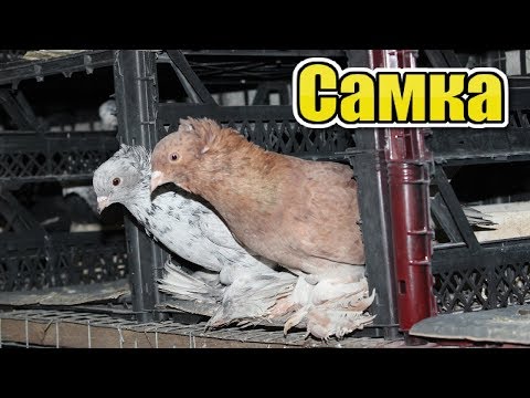 , title : 'Как Быстро определить что у вас в Руке Самка или Самец'