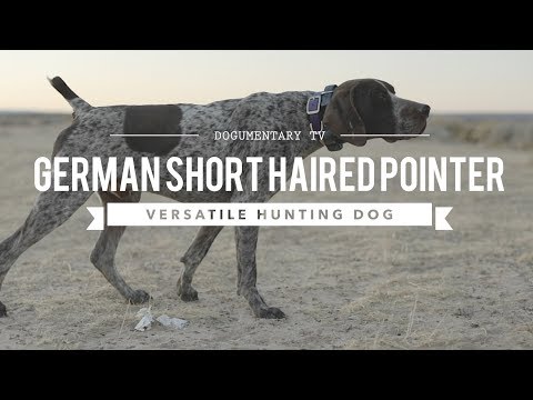 ALL ABOUT GERMAN SHORTHAIRED POINTERS VERSATILE HUNTER