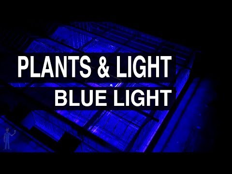 Blue Light : Plants & Light #104