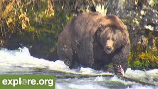 This Week At Brooks Falls - Bears Argue Over Salmon! 09.08.18