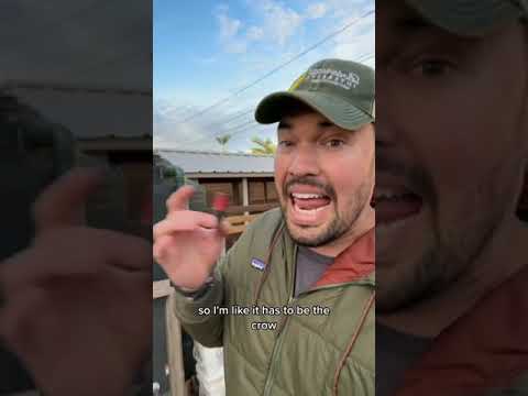 I became best friends with a crow