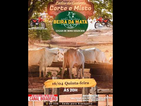 Beira da Mata Leilões - Uruana GO - Leilão de Gado de Corte em Goiás @canal.boiadeiro #live #gado