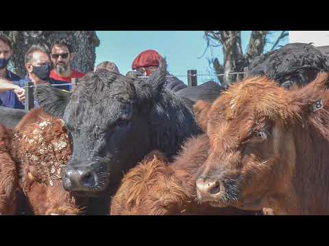 14-04-21 - Sexta Prueba Pastoril - Angus Litoral - Est. Pilar - Gral.  Ramirez