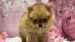 ポメラニアンの動画01