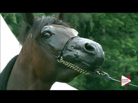 Bruges National  Best In Show