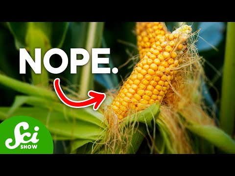Are GMOs Actually Bad For You?