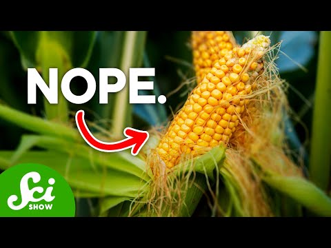 Why are GMOs Bad?