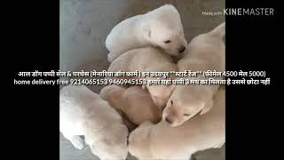 preview picture of video 'Udaipur Pet shops'
