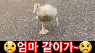 엄마~~풀 뽑는거 도와줄께~거위 청계 부화 31일째 동물농장,애완동물 전원일기