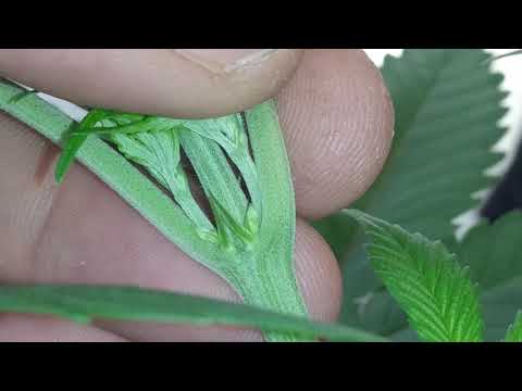 21+only..Male and female cannabis plants,how to tell the difference.