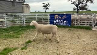 Download lagu Lot 113. OMAD 244605 mp3