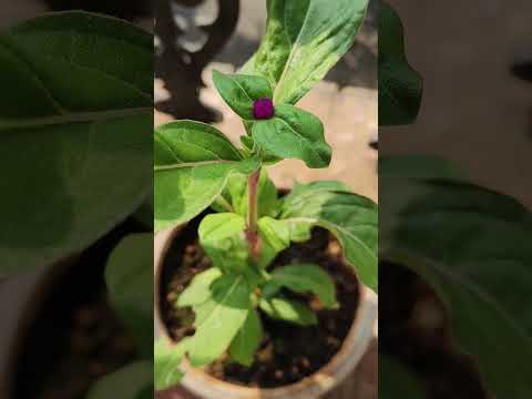 ‼️WATCH TILL END ‼️STAGES OF A FLOWER #viral #foryou #beautiful #nature #flowersgarden #