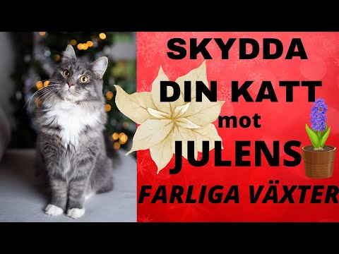 Skydda din katt mot Julens faror! - Giftiga Julblommor