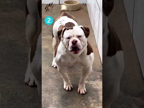 5 Popular Pitbull Categories | Types of Pitbull | Pitbull Fight