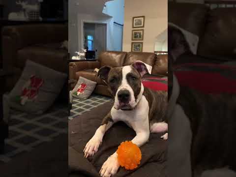 Merry, an adoptable Pit Bull Terrier & Boxer Mix in Libertyville, IL_image-1