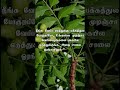 Veppamara Vithai