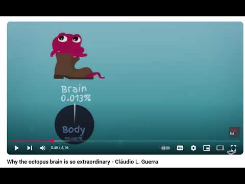 bạch tuột - Why the octopus brain is so extraordinary - Cláudio L. Guerra