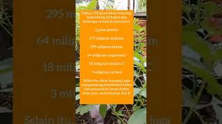 Download lagu Tanaman Kemangi di Polybag tumbuh Subur mp3