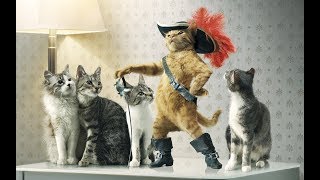 Смешные Приколы с Животными. Прикольные видео с Котами, Собаками...