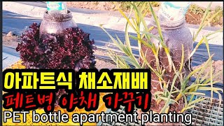 집에 페트병 홈가든으로 손쉽게 마늘ㆍ상추 재배해서 묵자~~ Try a vegetable home garden…