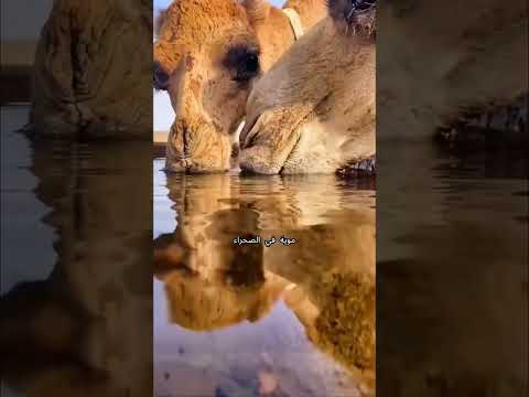 ليش إعطاء الجمل موية أحيانًا ممكن يضرّه أكثر مما ينفعه؟