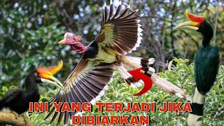 Download lagu BURUNG ENGGANG SATWA ENDEMIK BORNEO YANG HAMPIR PUNAH mp3 Download lagu BURUNG ENGGANG SATWA ENDEMIK BORNEO YANG HAMPIR PUNAH mp3