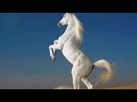 o quê fazer com cavalo que empina??