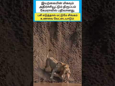 பசி எடுத்தால் மட்டுமே சிங்கம் உணவை வேட்டையாடும் #shorts