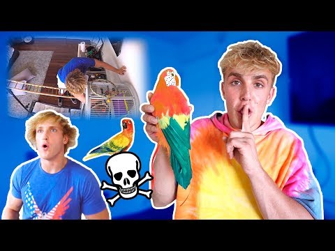 FAKE PARROT MAVERICK DEATH PRANK ON MY BROTHER