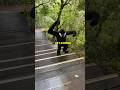Ape Meets You In The Woods Funnyanimals Gibbon Apes Voiceover
