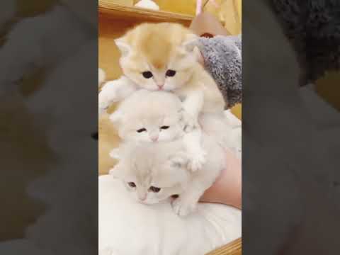 cat video #catfunny😾😾😾😾 #funnycatvideos😾😾😾😾😾 #subcribemychannel 😾😾😾